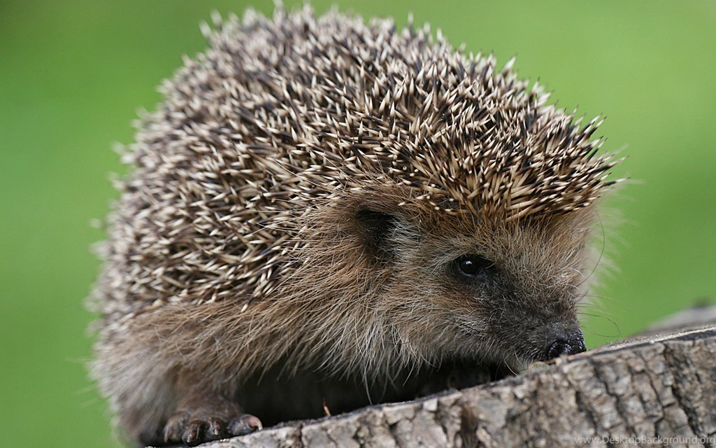 77 Hedgehog HD Wallpapers
