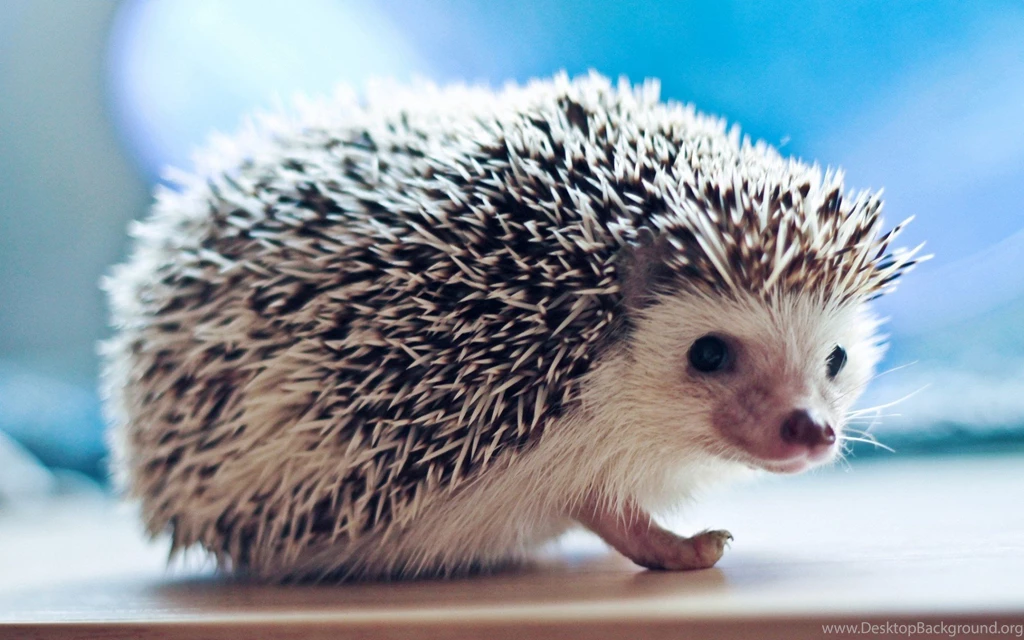 HD Hedgehog Wallpapers And Photos