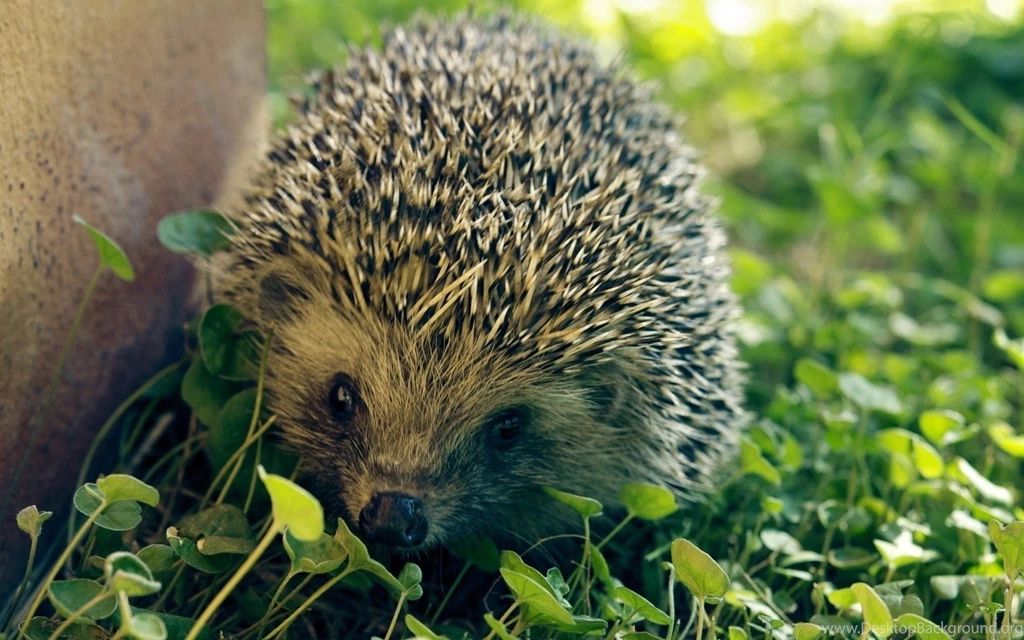 1920x1200px › Hedgehog Wallpapers