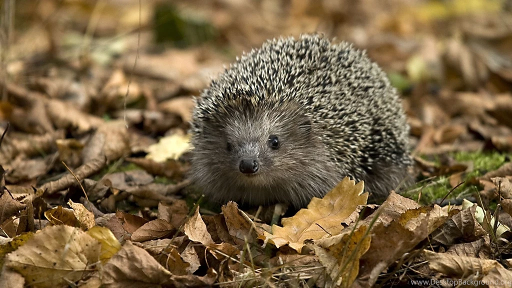 Download Wallpapers 1920x1080 Hedgehog, Leaves, Autumn, Grass Full ...