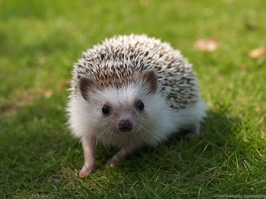 Hedgehog Images