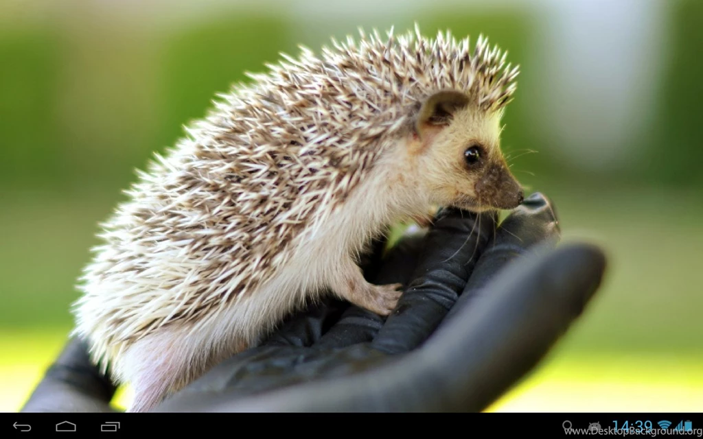 Hedgehogs Live Wallpapers Android Apps On Google Play