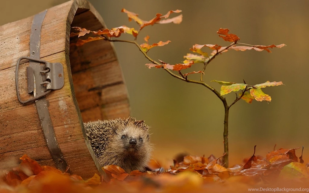 Magnificent Hedgehog Wallpapers