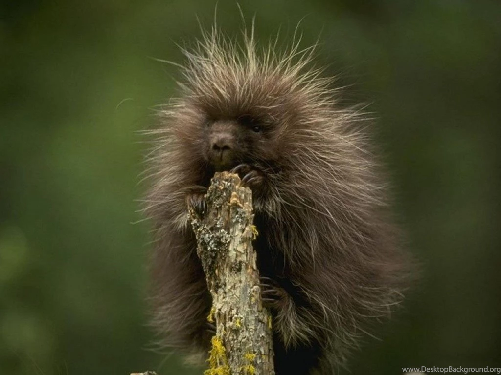 My Free Wallpapers Nature Wallpapers : Hedgehog