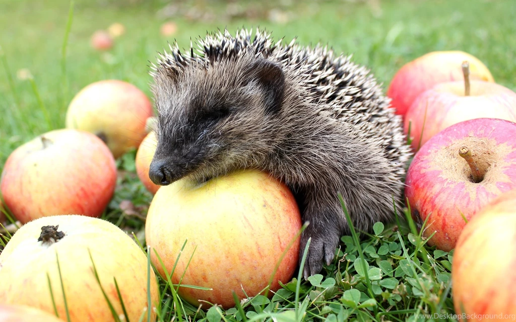 Hedgehog Apple Wallpapers