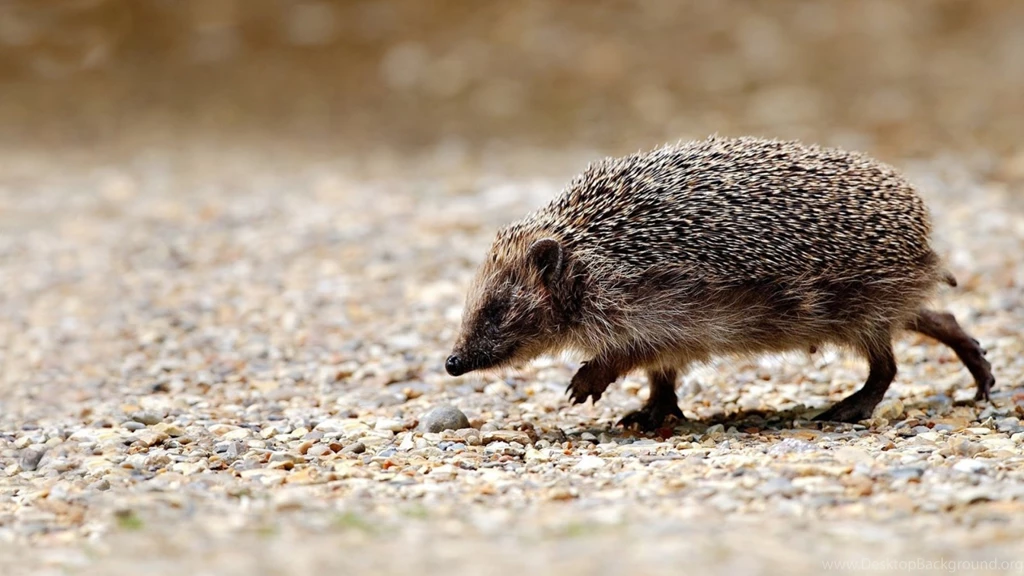 Hedgehog Wallpapers HD