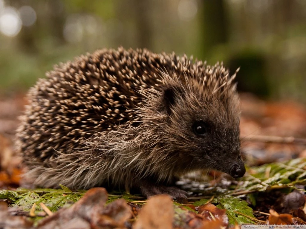 Hedgehog In The Forest Wallpapers