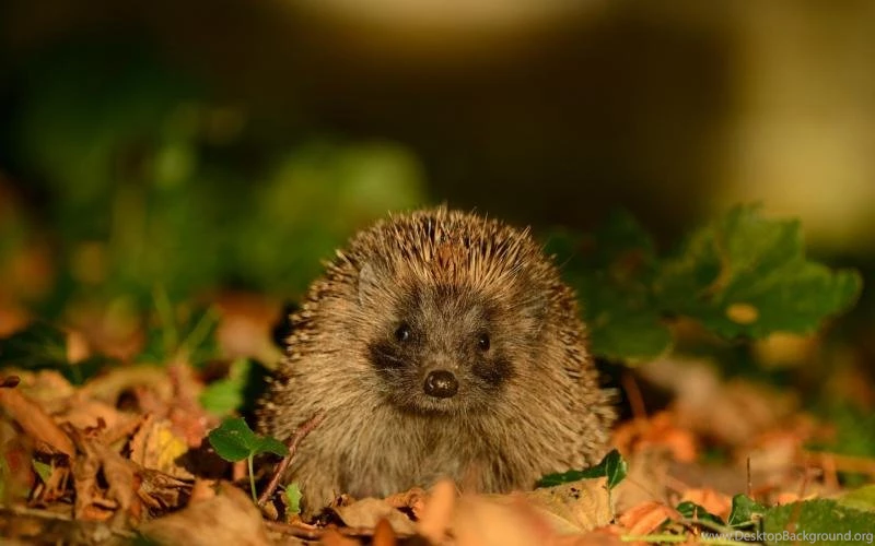 Hedgehog Wallpaper,hedgehog Wallpapers HD Wallpaper,leaves ...
