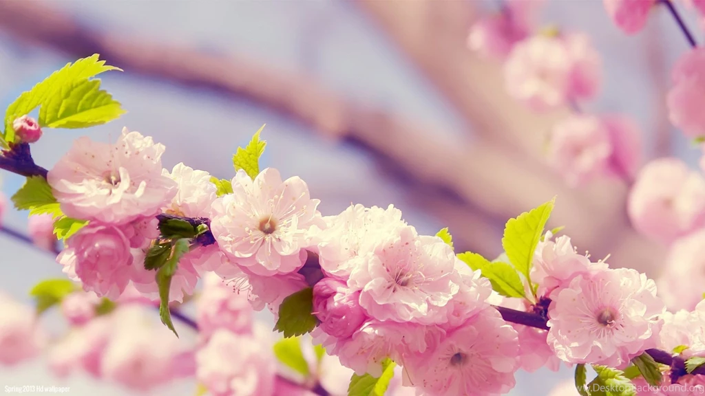 Spring Flowers Backgrounds Desktop Wallpapers Cave