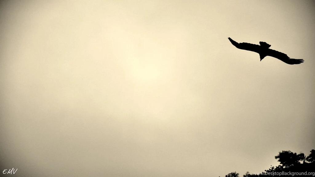 Openbox, Bird, 1920x1080 HD Wallpapers And FREE Stock Photo