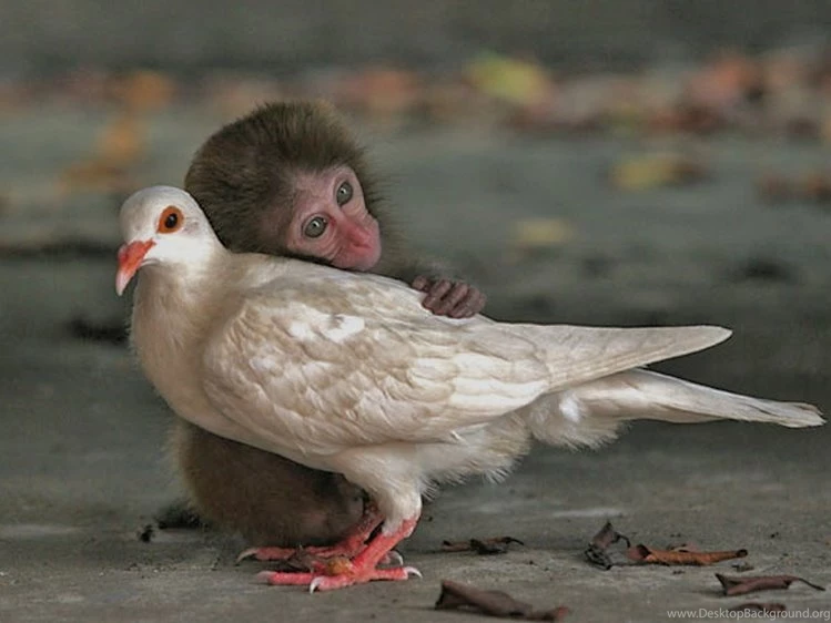 Wallpaper: Best Cute Funny Wallpapers