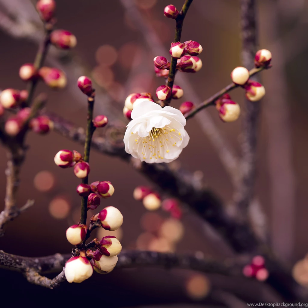 Spring iPad Wallpapers