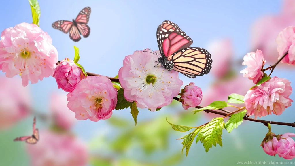 Spring Butterfly