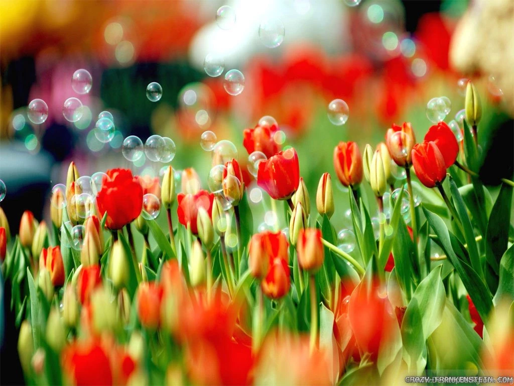 Spring Nature Wallpapers 2 Crazy Frankenstein