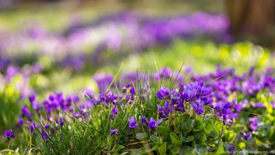 22+ Spring Nature Wallpapers, Backgrounds, Images