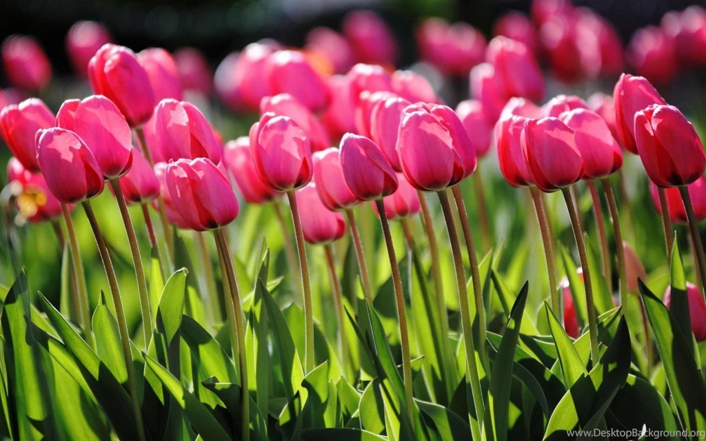 Pink Tulips Spring Nature >> HD Wallpaper, Get It Now!
