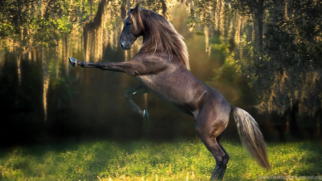 Horse Funny Wallpapers Top 15 Hd Horses Wallpapers For Desktop ...