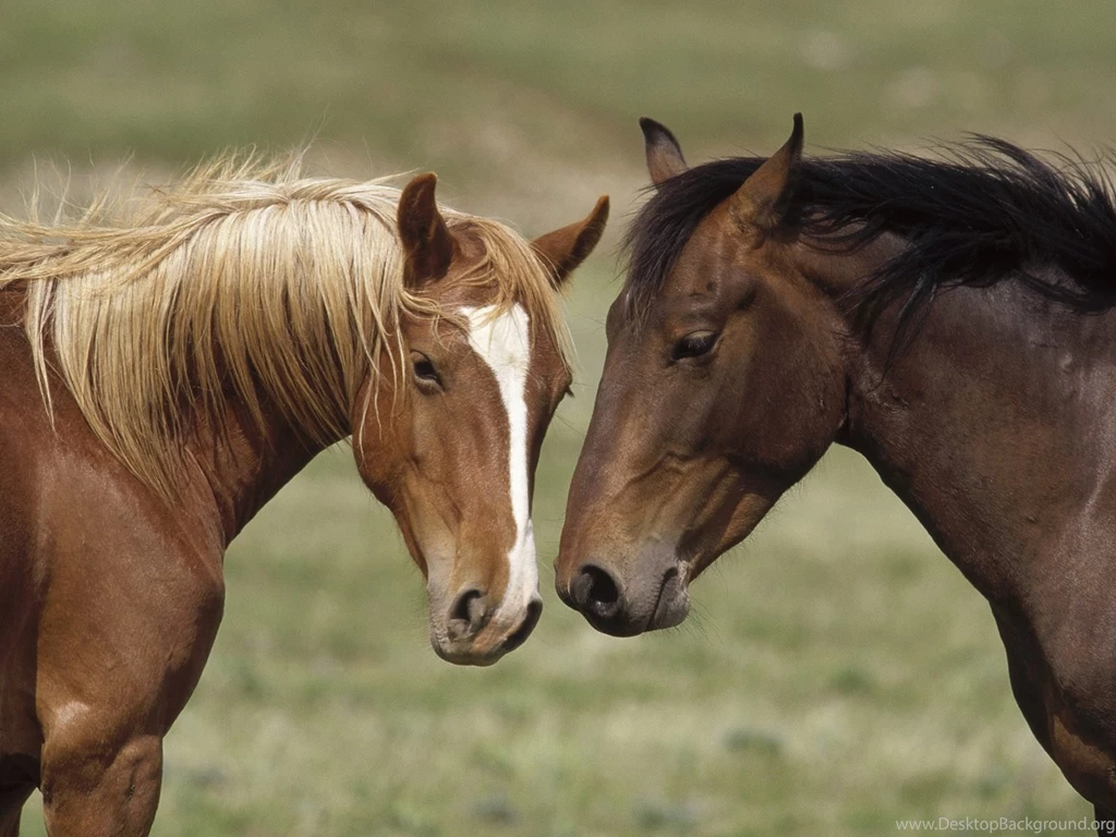Horse Wallpapershd Horses Wallpapers. Cute Animal Wallpapers Horses ...