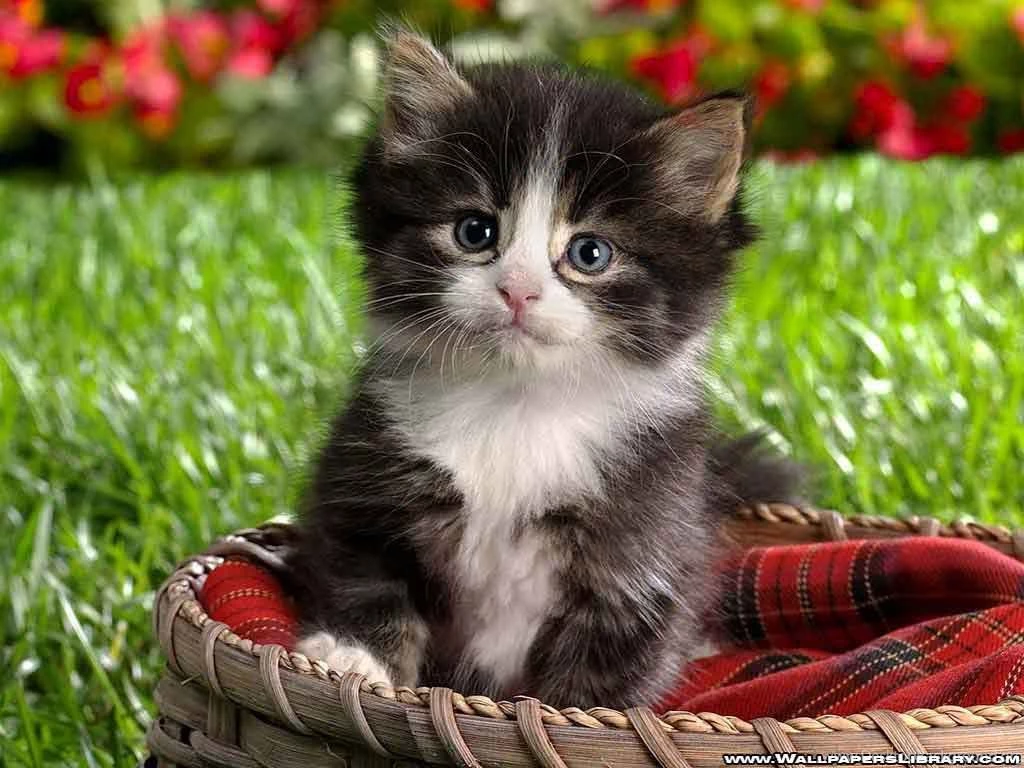 Download Baby Kitten Normal Wallpapers