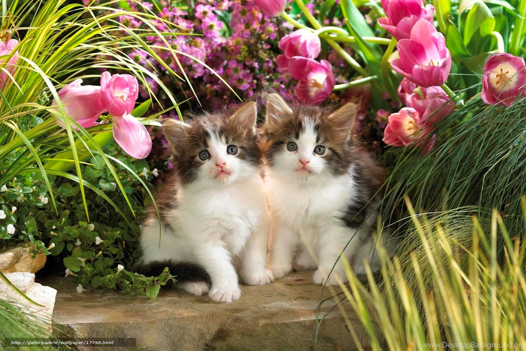 17790_kotyata_koshki_zhivotnye_cvety_tyulpany_zelen_maly_2000x1333_www.Gde Fon.com.jpg