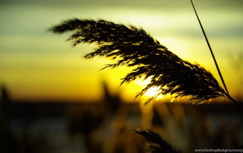 Nature,Sun Nature Sun 1900x1200 Wallpapers – Sun Wallpapers ...