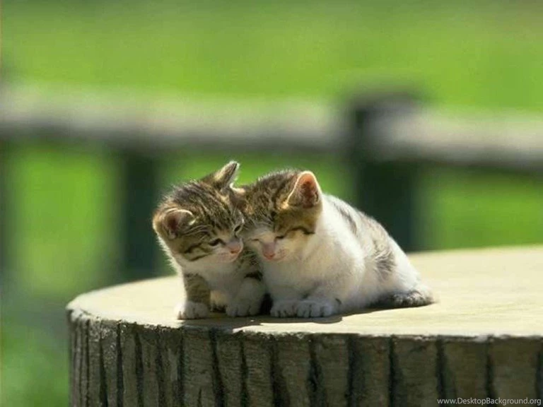 Little Kittens Cute Wallpapers For Desktop & Mobile Download