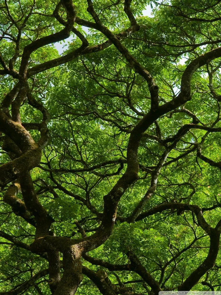 Natural Roof HD Desktop Wallpapers : High Definition : Fullscreen ...