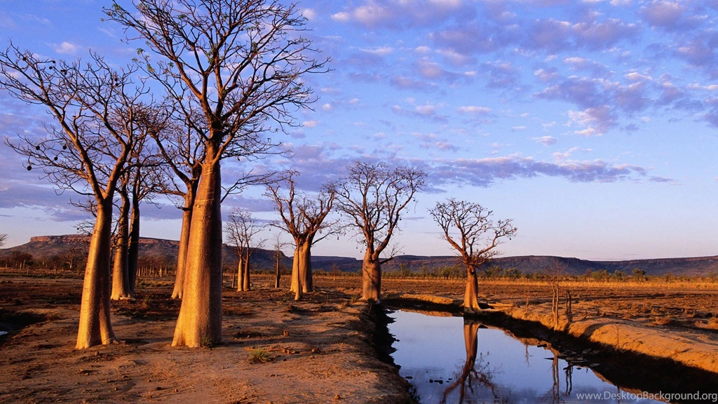 Australia, Boab Trees On Kimberley Plateau 1920*1080第1 Desktop ...