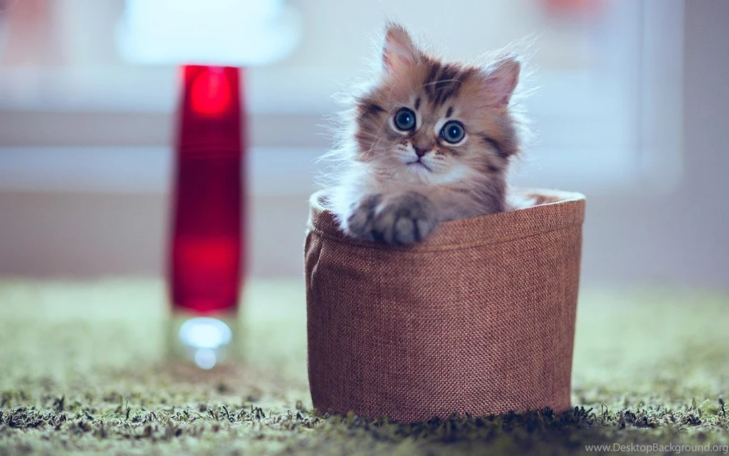 Baby Cat Wallpapers HD Android Apps On Google Play