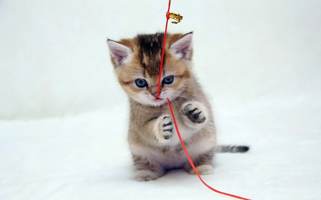 Kittens Kitten Cat Cats Baby Cute S Wallpapers