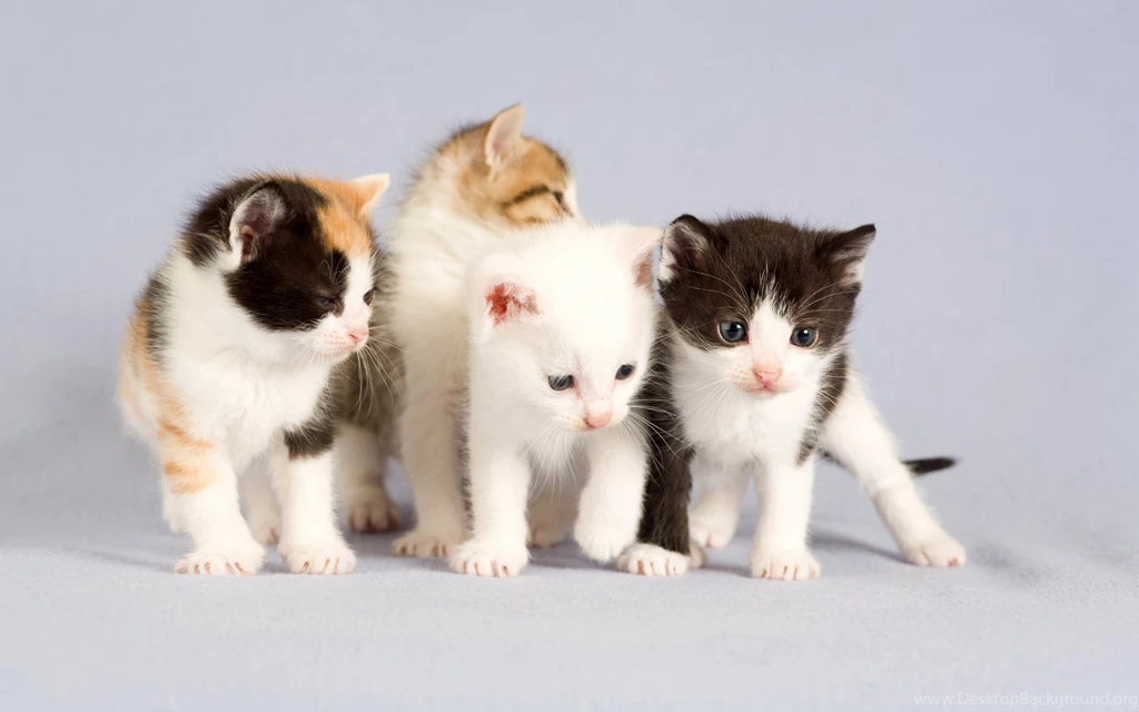 Cute Cat Wallpapers