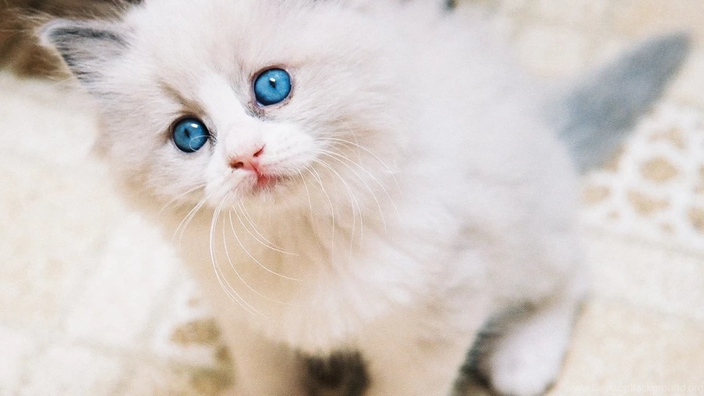 Cute Baby White Cats Wallpapers