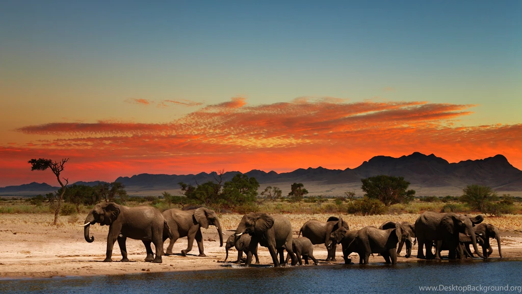 Herd Of Elephants In African Savanna 4K Ultra HD Wallpapers