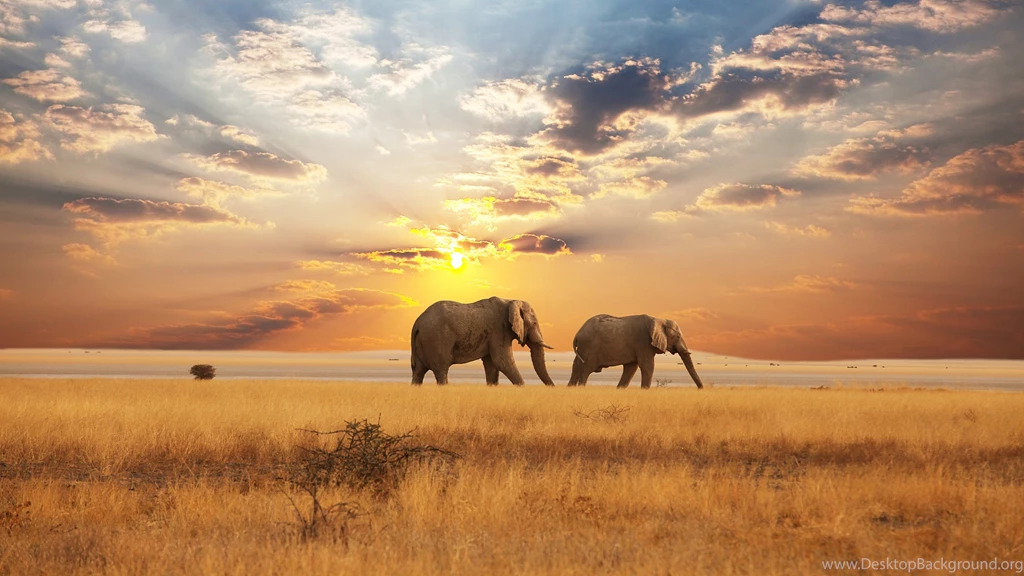 Cool Savannah Wallpapers By Naomi Bilia On FL