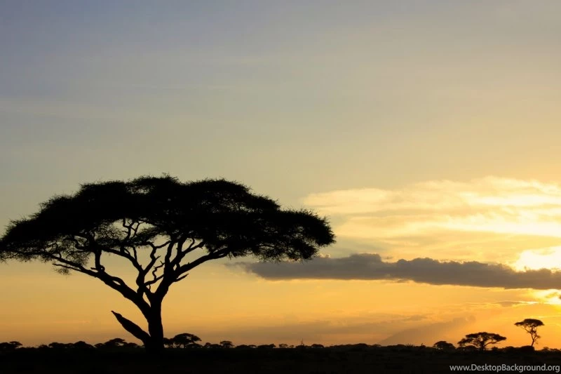 African Savannah Sunset Wall Mural