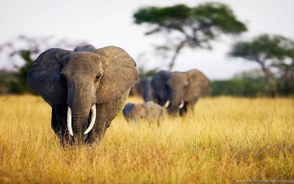 African Elephants Wallpapers HD Download For Desktop & Mobile