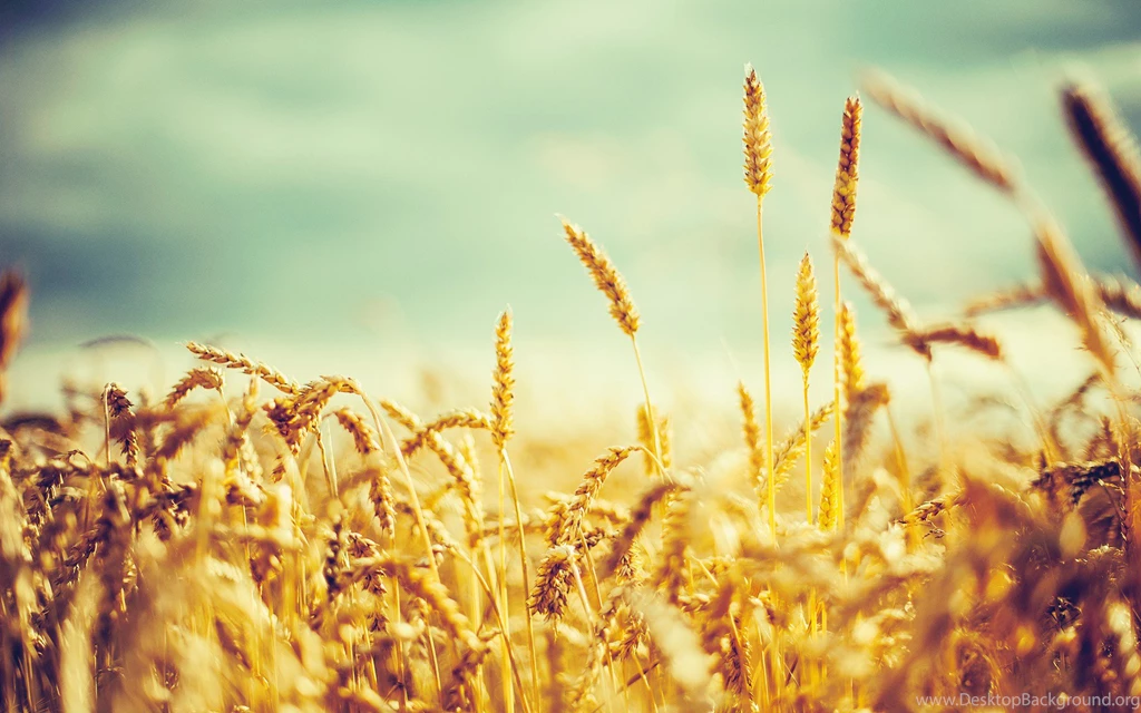 43 Cornfield HD Wallpapers
