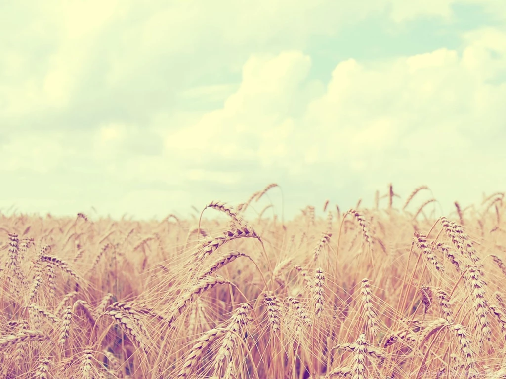 Amazing Cornfield 1400x1050 Wallpapers, 1400x1050 Wallpapers ...