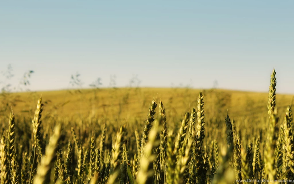Theme Bin» Blog Archive » Cornfield HD Wallpapers