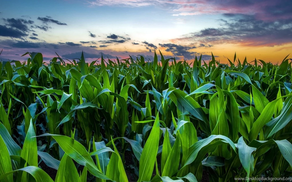 Corn Field Green Nature Sunset Wallpapers HD Free Download