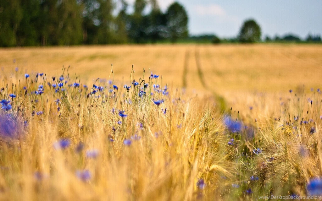 Bright Colored Flowers Wallpapers Search Results Page 31 ...