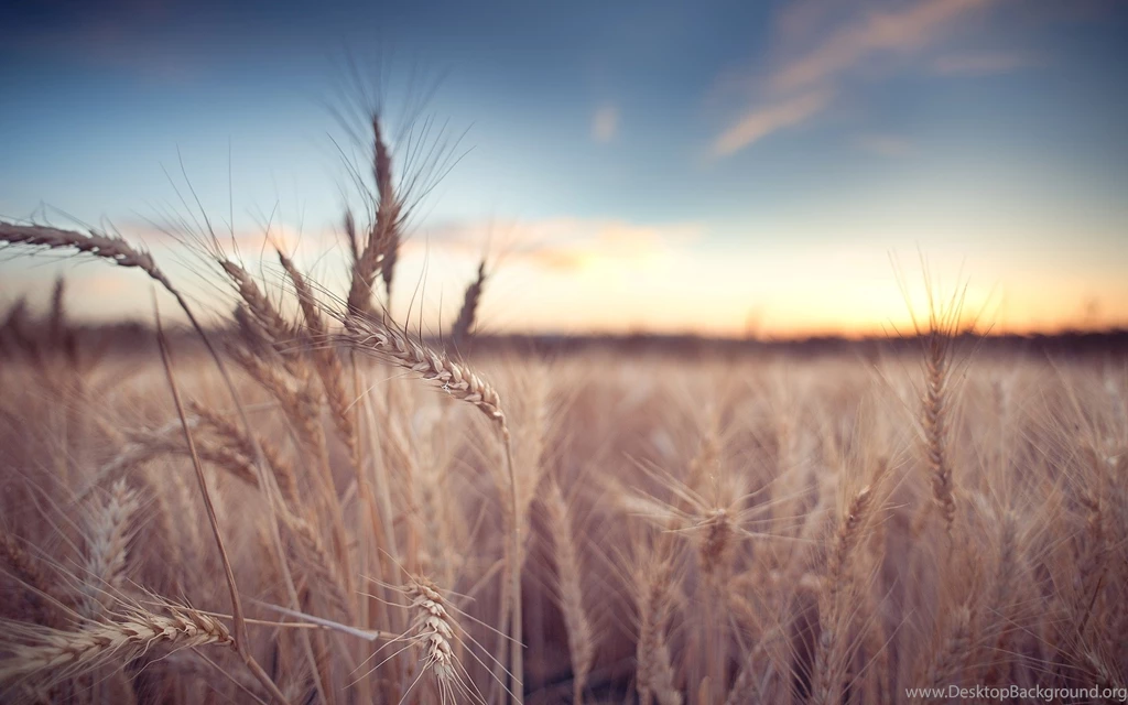 Wonderful Cornfield Wallpapers 2791 1920 X 1200 WallpaperLayer.com