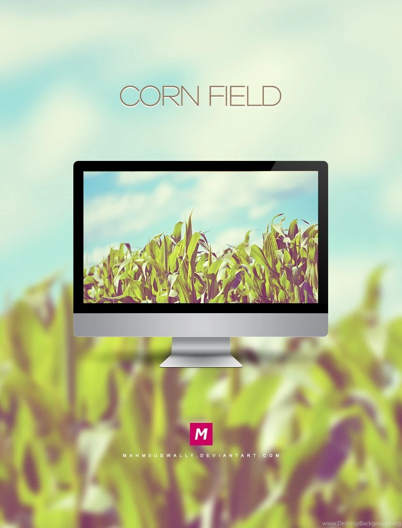 Corn Field Wallpapers
