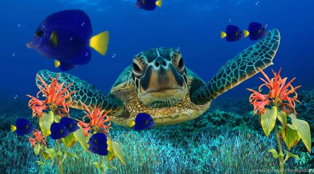 Coral Reef Backgrounds