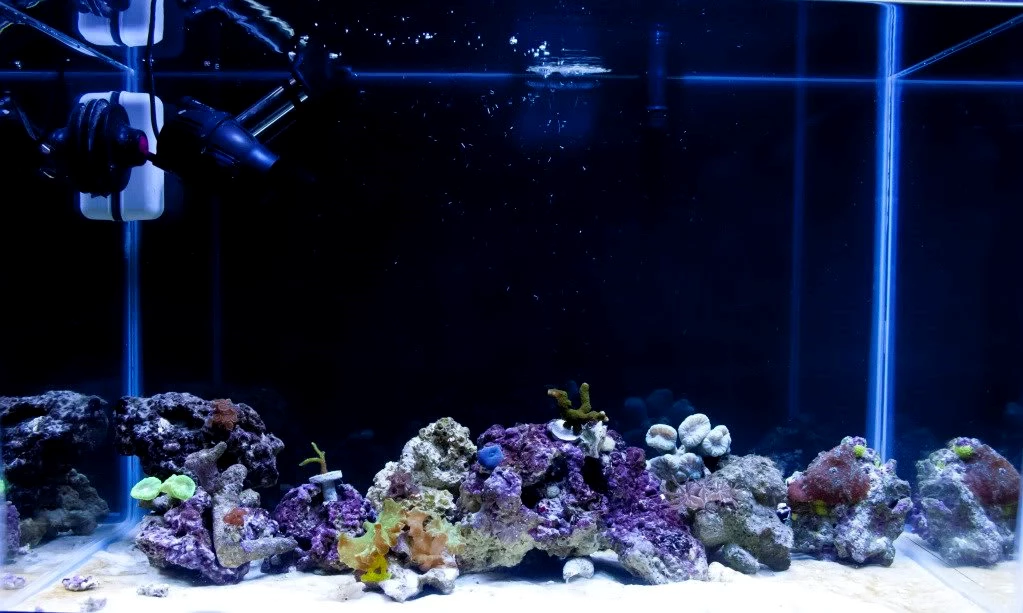Background Pics... Please Post Them Reef Central Online Community