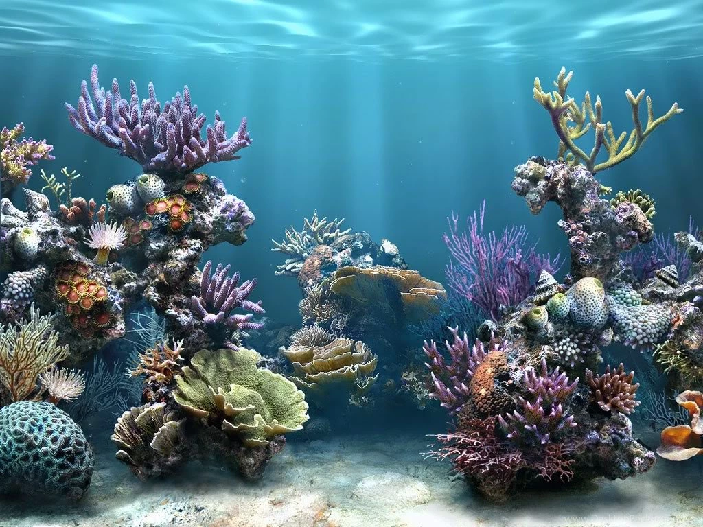 PrettyReefBackground.jpg Photo By Cryptcreepist