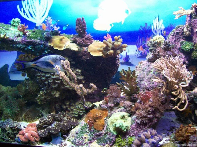 Backgrounds Battle!   Reef Central Online Community