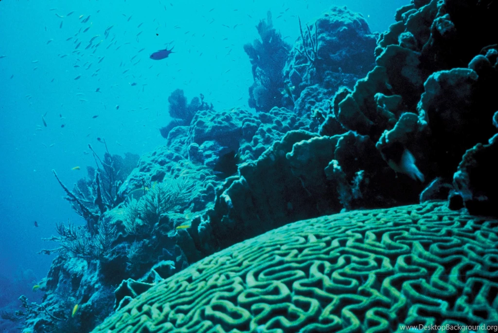 Underwater Coral Reef Royalty Backgrounds (6063)
