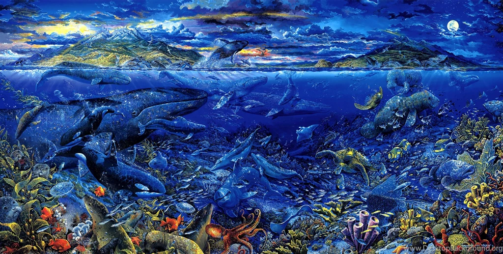 Underwater Coral Reef HD Backgrounds Wallpapers