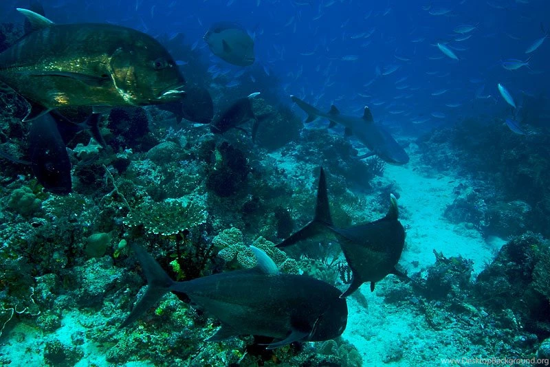 Large Jacks And A Napolean Wrasse With A Hunting White Tip Reef Shark.